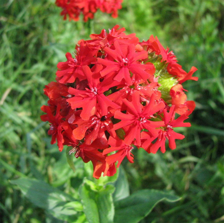 Изображение особи Lychnis chalcedonica.