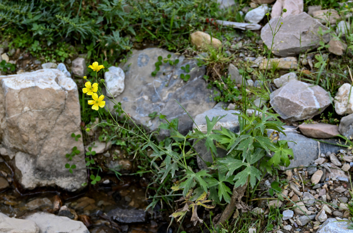 Image of Ranunculus brevirostris specimen.