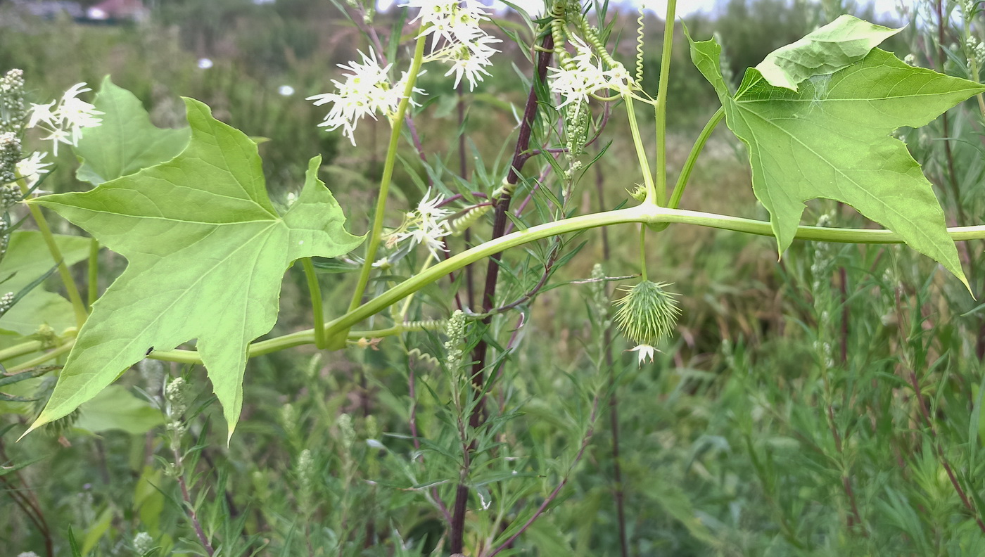 Изображение особи Echinocystis lobata.