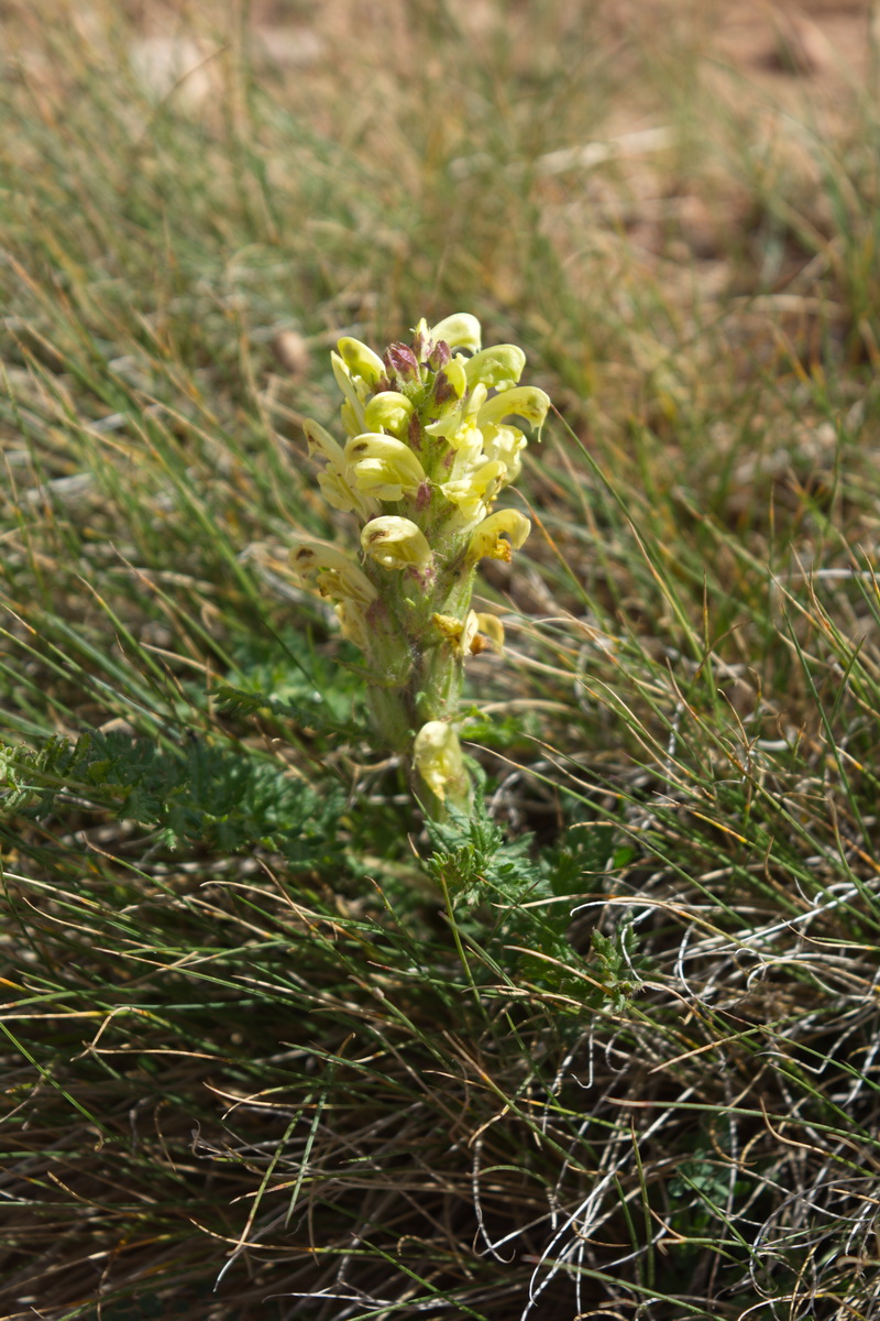 Image of genus Pedicularis specimen.