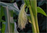 Zea mays