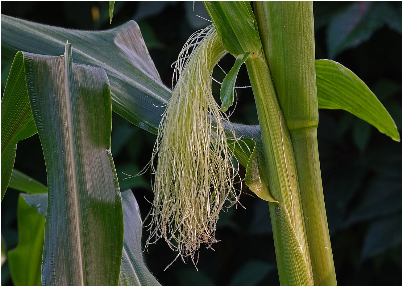 Изображение особи Zea mays.