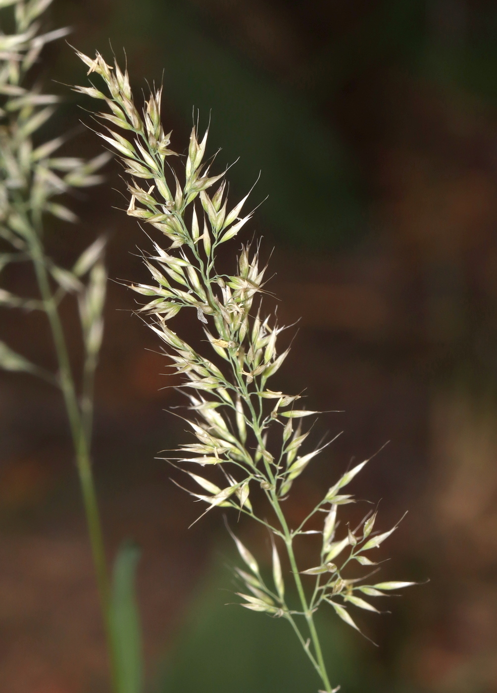 Image of Calamagrostis arundinacea specimen.