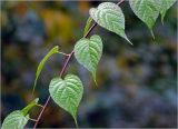 Actinidia kolomikta. Часть побега. Московская обл., Раменский р-н, окр. дер. Хрипань, садовый участок. 21.09.2023.