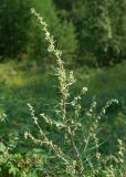 Artemisia vulgaris