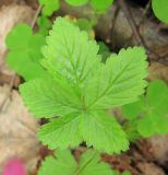 Rubus arcticus. Лист. Окрестности Архангельска, лес. 09.06.2010.