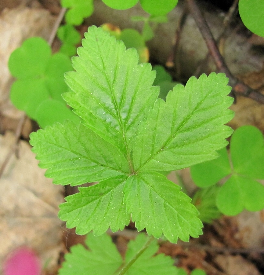 Изображение особи Rubus arcticus.