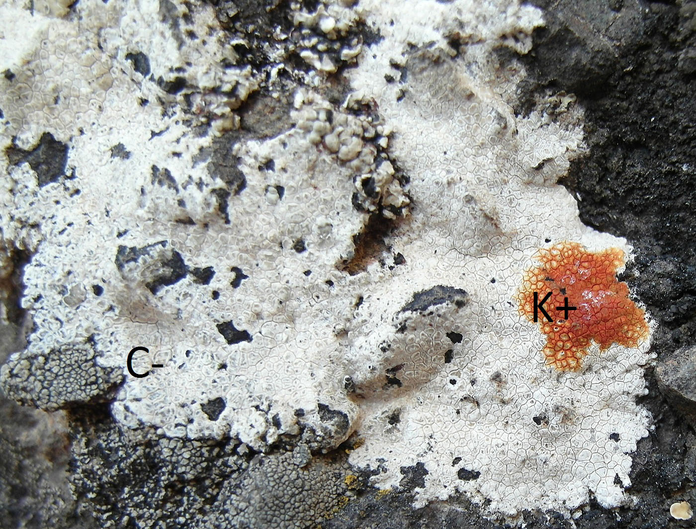 Image of genus Aspicilia specimen.