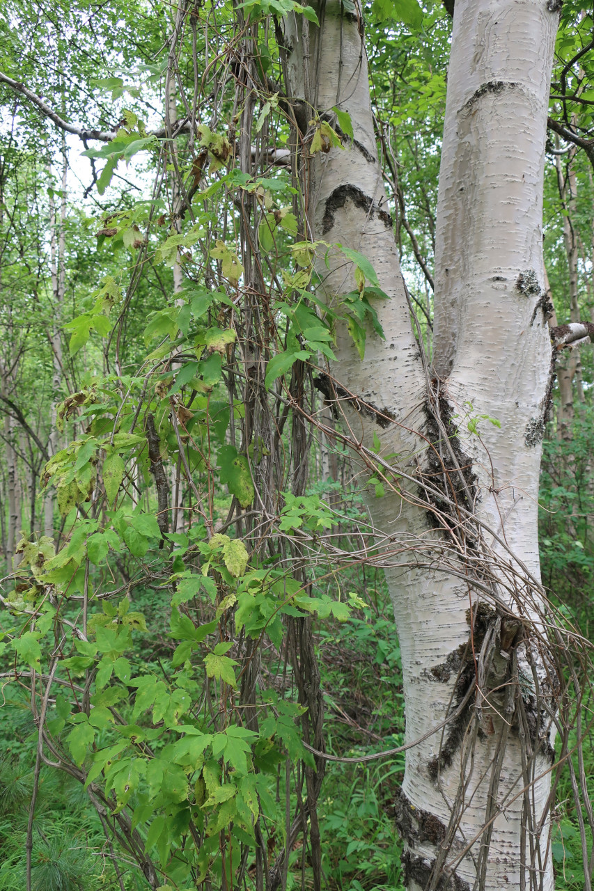 Изображение особи Atragene ochotensis.