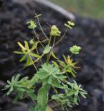 род Euphorbia. Верхушка отцветшего растения. Чечня, Шаройский р-н, бассейн р. Цесиахк, долина левого притока, нижняя часть каменистого склона. 10 августа 2023 г.