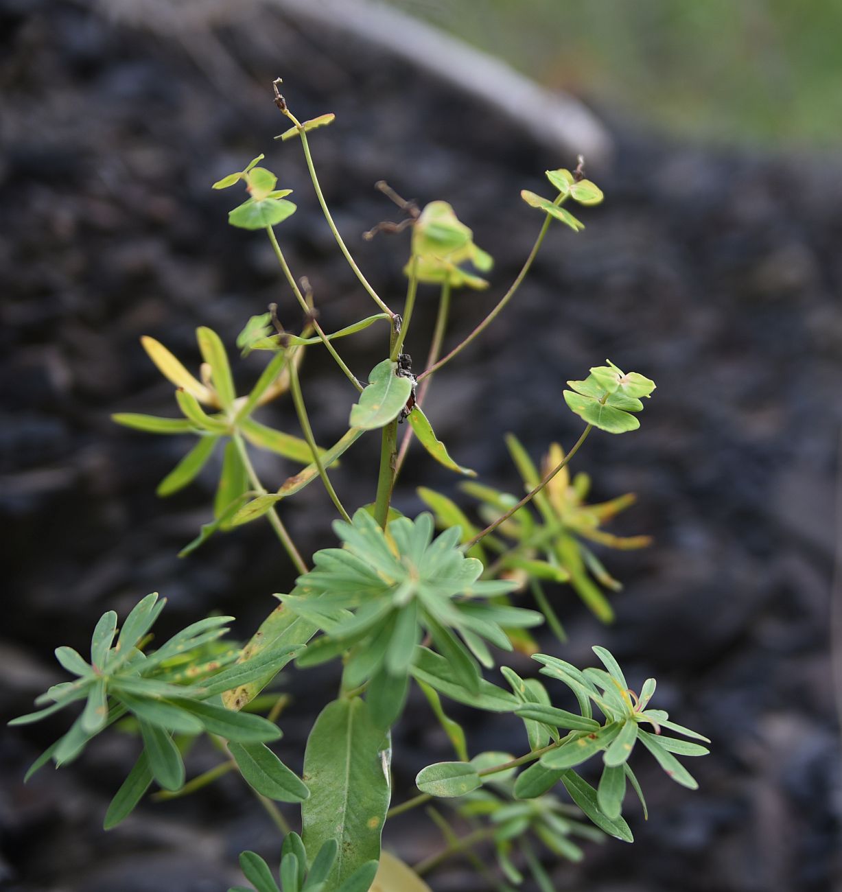 Изображение особи род Euphorbia.