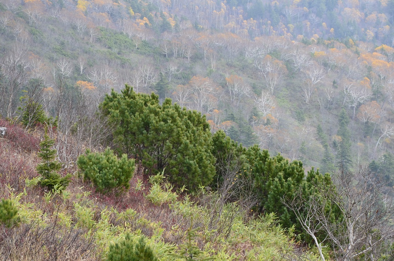 Изображение особи Pinus pumila.