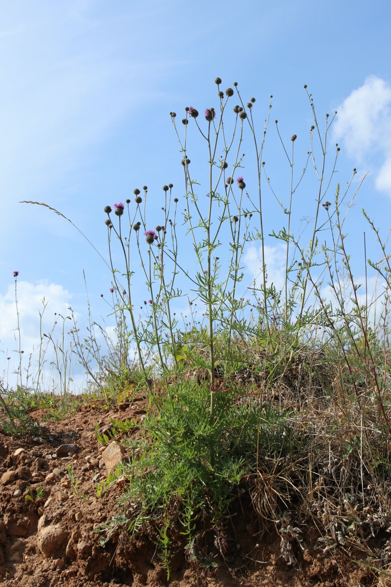 Изображение особи Centaurea scabiosa.