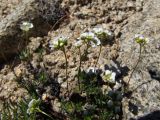 Draba magadanensis. Цветущие растения. Магаданская обл., Ольский р-н, бассейн р. Окса, крутой щебнисто-каменистый склон. 07.06.2023.