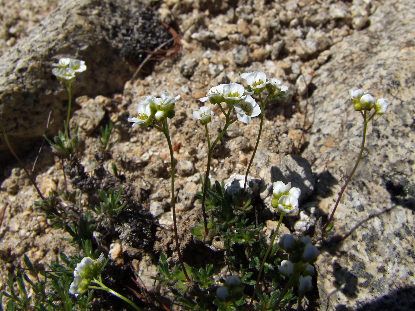 Image of Draba magadanensis specimen.