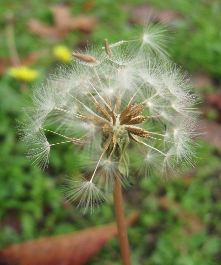 Image of Taraxacum hybernum specimen.