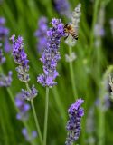 Lavandula angustifolia. Соцветия с кормящейся пчелой. Грузия, г. Тбилиси, в культуре. 10.06.2023.