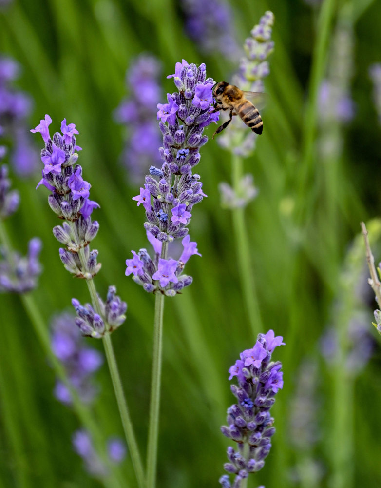 Image of Lavandula angustifolia specimen.