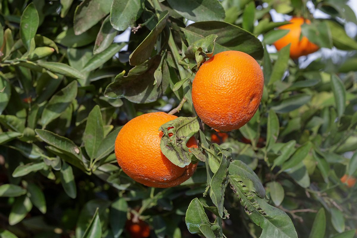 Image of Citrus reticulata specimen.
