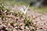 Colchicum kesselringii