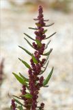 Oxybasis rubra