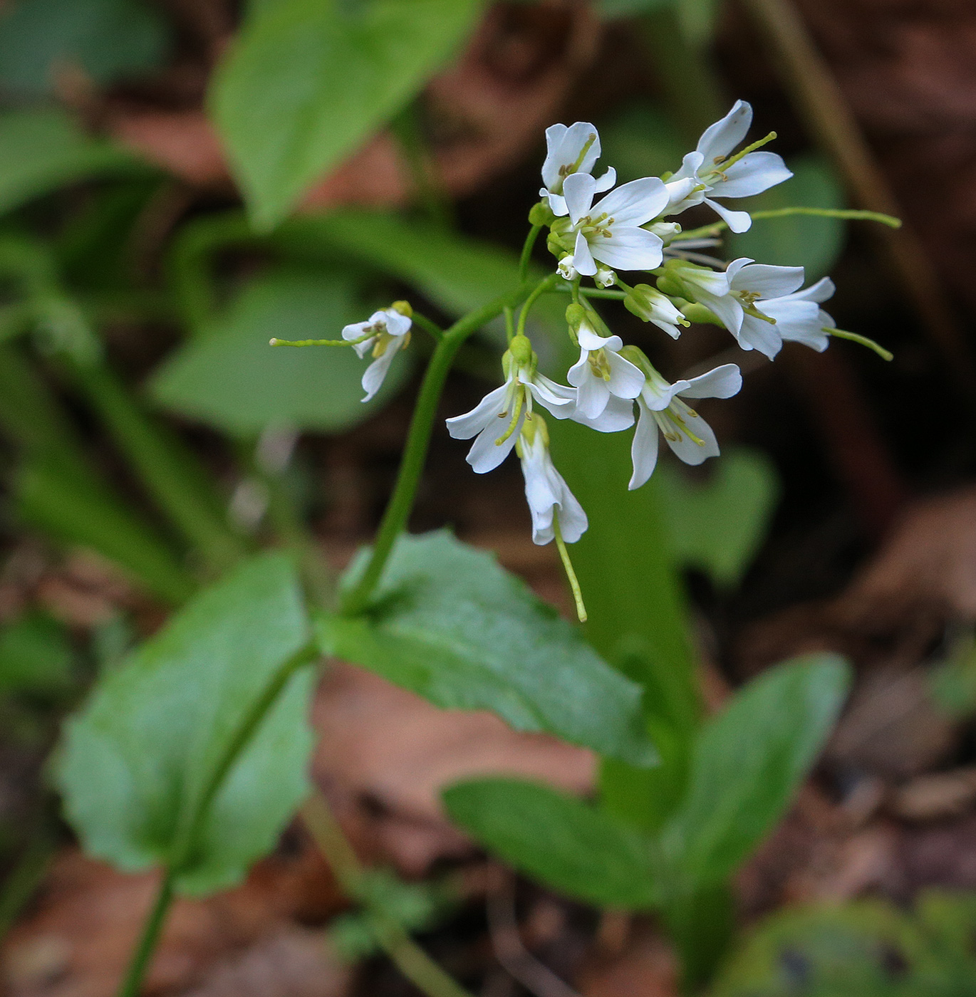 Изображение особи Arabis nordmanniana.