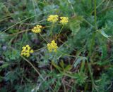 Bupleurum bicaule