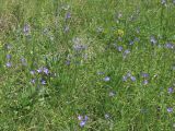 Campanula altaica