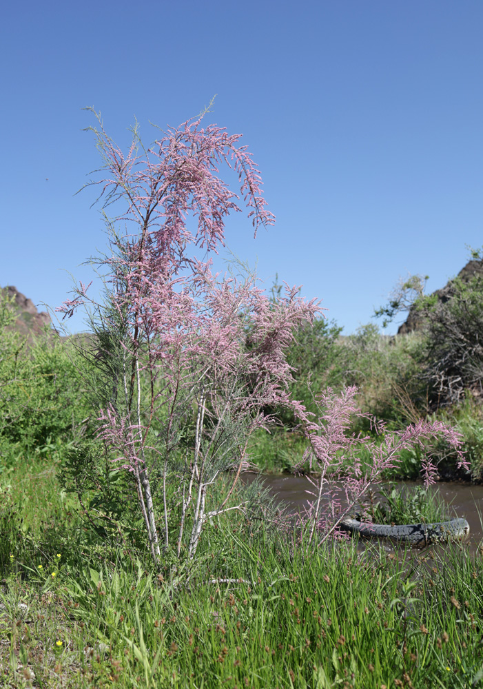 Image of Tamarix ramosissima specimen.