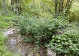 Rubus ibericus. Заросли цветущих растений. Краснодарский край, Крымский р-н, окр. станицы Неберджаевская, ур. Темрючки, дубово-грабовый лес, у лесного ручья. 27.06.2024.
