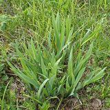 Iris setosa