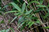 genus Sasa
