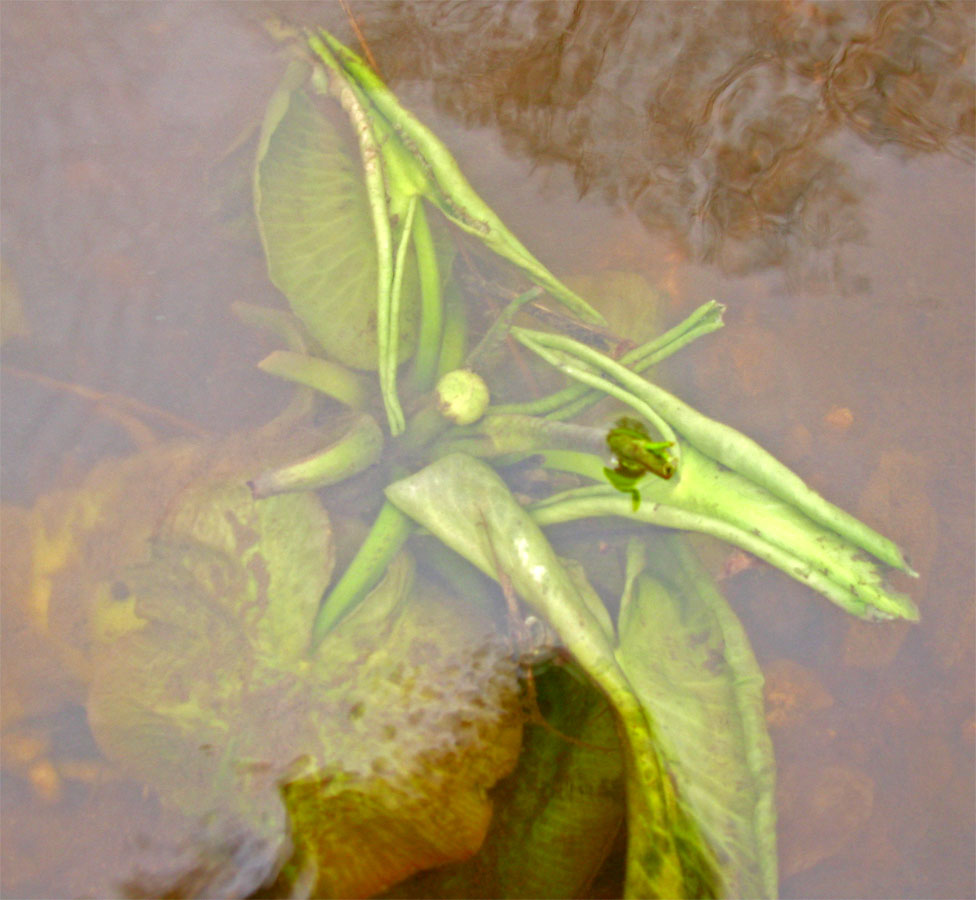 Изображение особи Nuphar lutea.