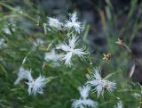 Dianthus arenarius