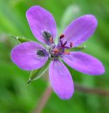genus Erodium