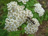 Image of taxon representative. Author is Наталья Володина