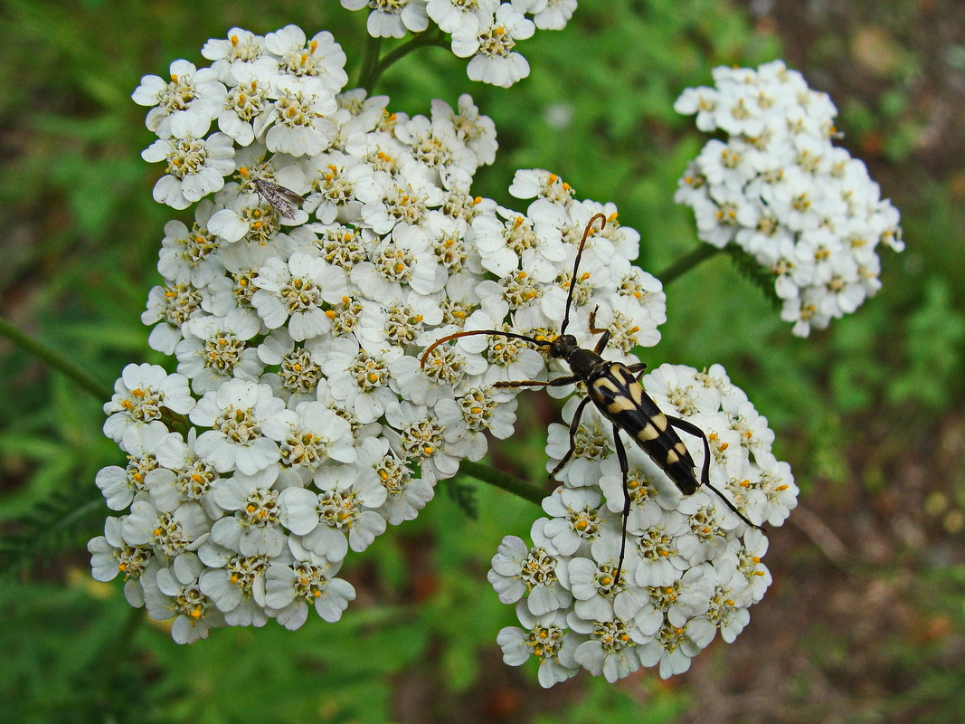 Image of genus Achillea specimen.