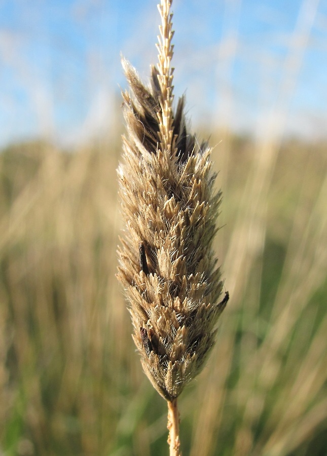 Изображение особи Alopecurus arundinaceus.