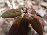 Ledum maximum
