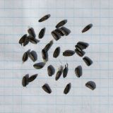 Arctium lappa. Плоды (сторона клетки - 5 мм). Беларусь, Витебская обл., пос. Езерище, обочина грунтовой дороги, в кусте Rosa rugosa. 31.08.2024.