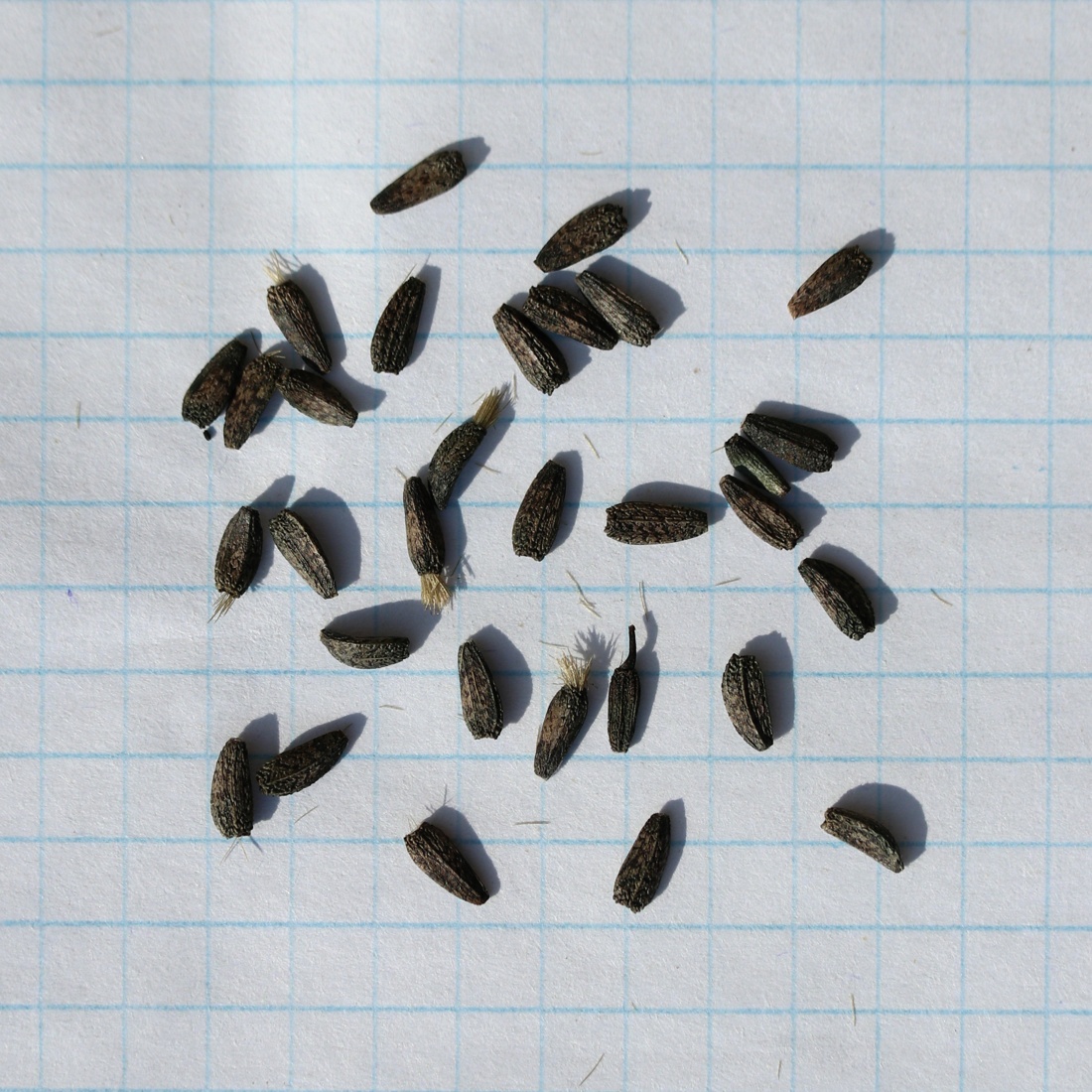 Image of Arctium lappa specimen.