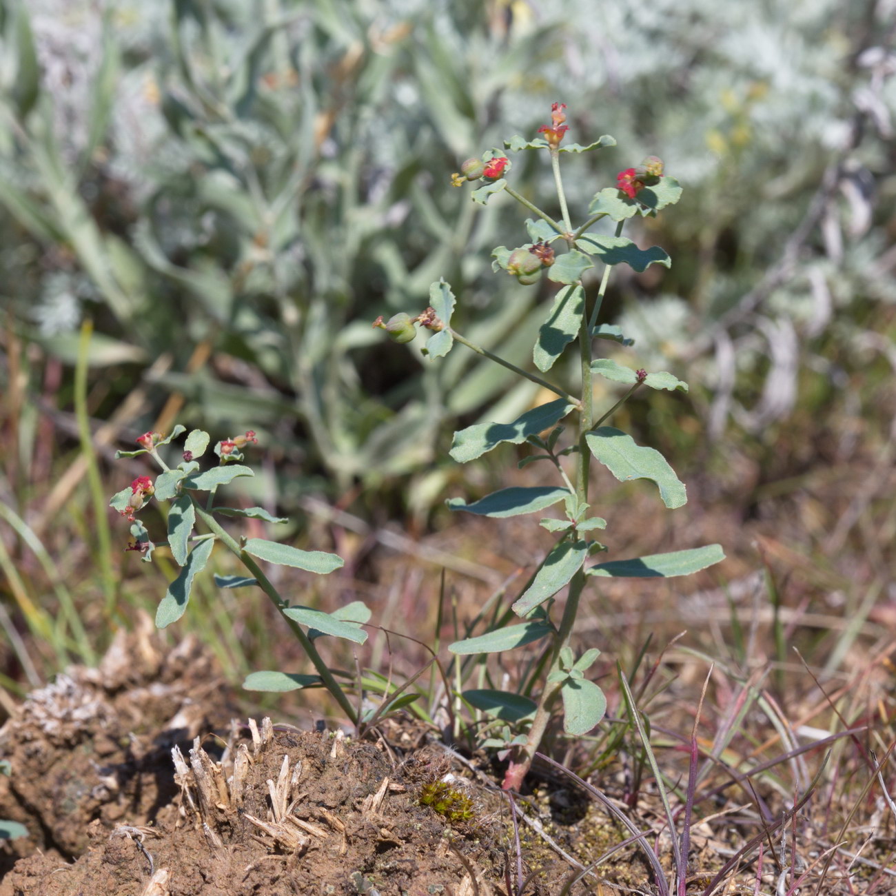 Image of Euphorbia undulata specimen.