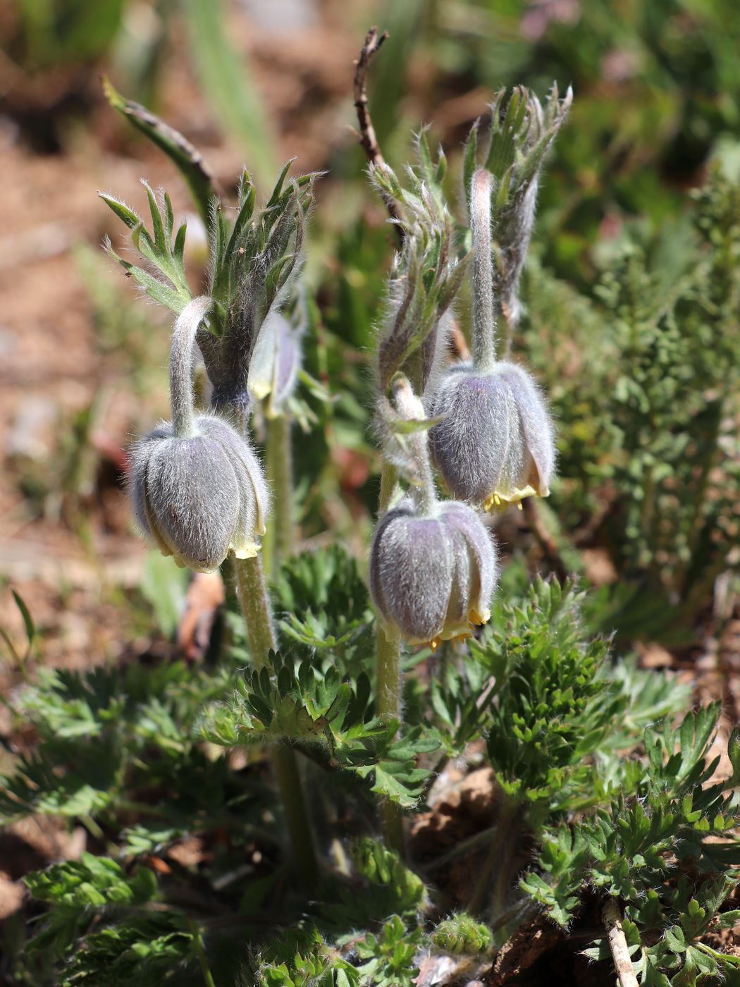 Image of Pulsatilla campanella specimen.
