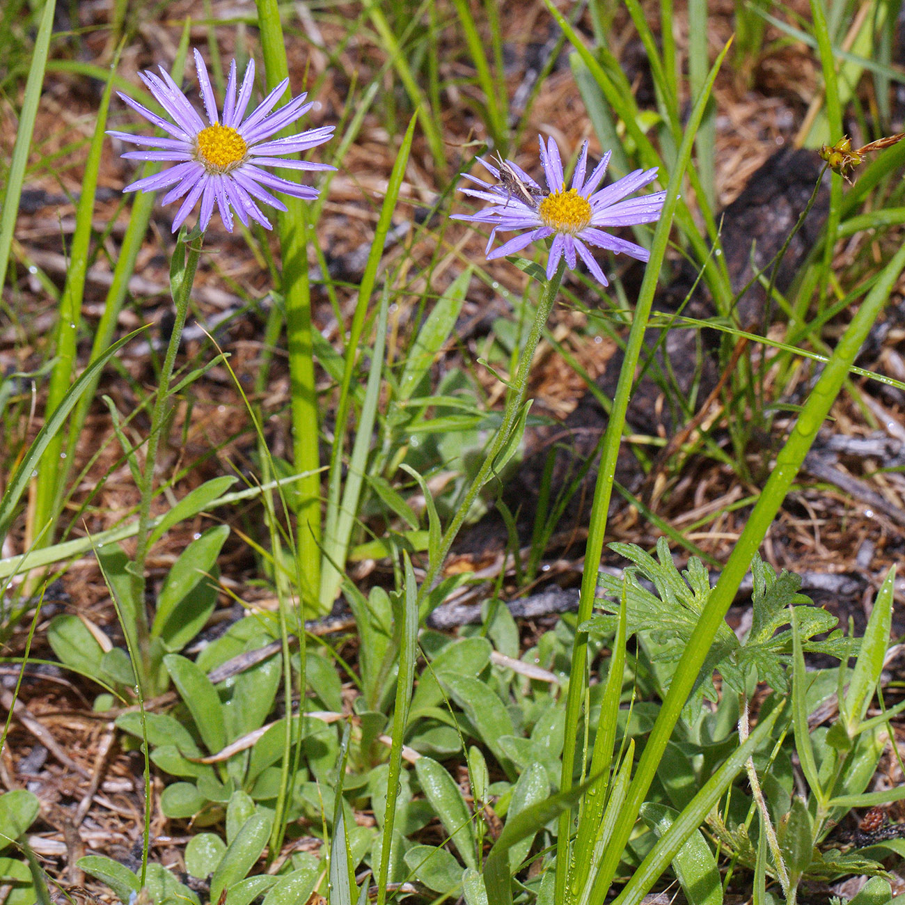 Image of Aster alpinus specimen.