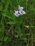 Viola ruppii