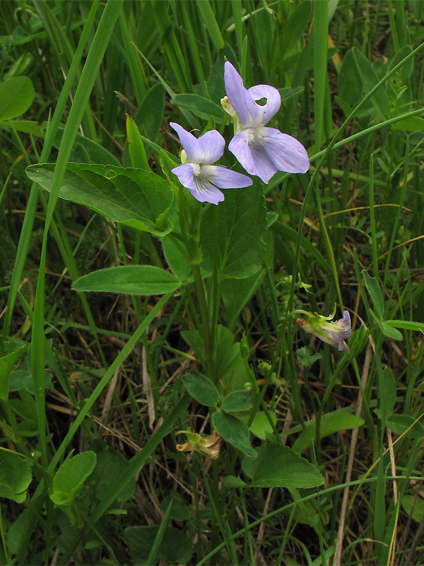 Изображение особи Viola ruppii.