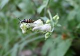 Aconitum lasiostomum