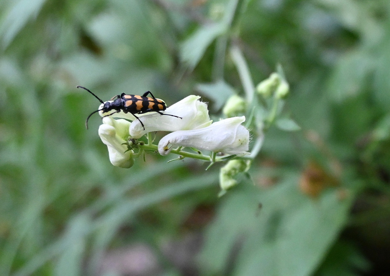 Image of Aconitum lasiostomum specimen.