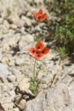 genus Papaver