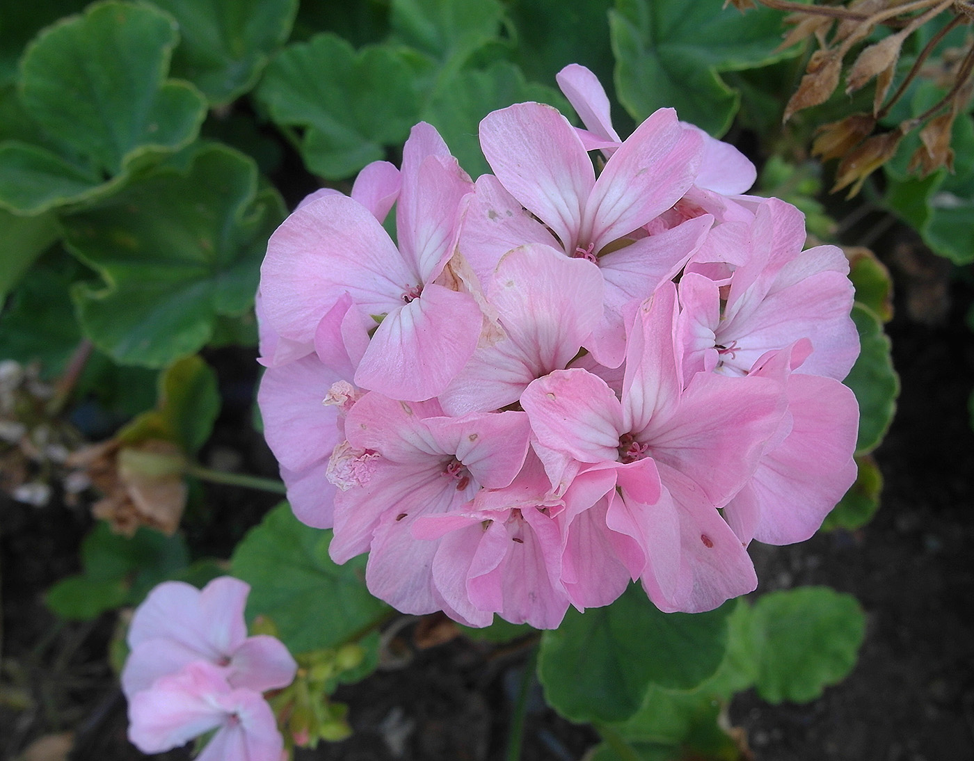 Image of Pelargonium zonale specimen.